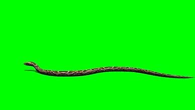 蟒蛇免扣绿幕视频素材视频的预览图